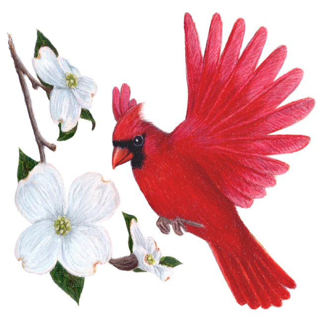 north-carolina-state-bird-and-flower-cardinal-cardinalis-cardinalis